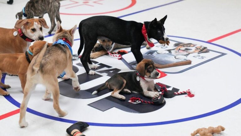 Forbes.com: SportsMoney News: NHL’s 2025 ‘Stanley Pup’ Rescue Dog Competition To Air In June