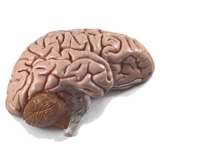 The Optimist Daily: Making Solutions the News: Scientists use living human brain tissue to model Alzheimer’s to accelerate search for the cure