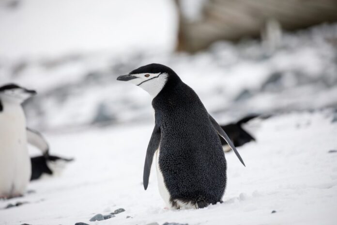 The Optimist Daily: Making Solutions the News: The surprising power of penguin poop: how guano-made clouds may help cool the planet