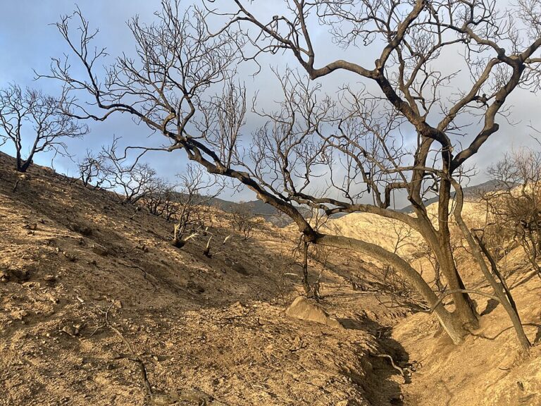 The Optimist Daily: Making Solutions the News: Wildlife returns to Eaton Fire burn area, offering a symbol of hope and resilience