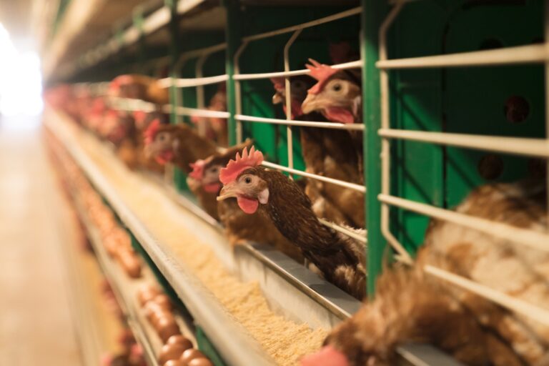 NPR News: Trump administration cancels plans to develop a bird flu vaccine