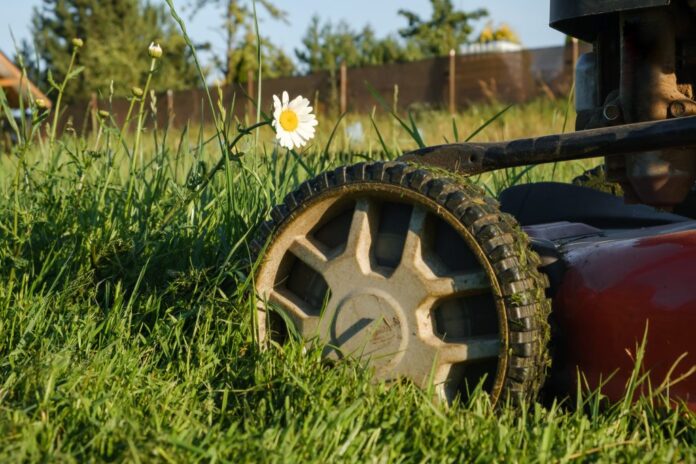 The Optimist Daily: Making Solutions the News: Is No Mow May helping bees or just overgrown hype? Here’s what the experts say