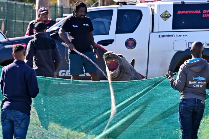 NBC News Top Stories: 'How did you get here?': Large elephant seal found lumbering along a South African street