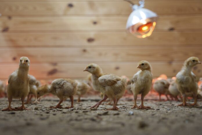 NPR News: 12,000 chicks found abandoned in postal truck raise concerns about animal shipping