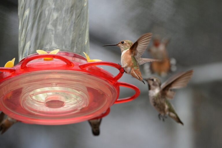 NPR News: Backyard feeders changed the shape of hummingbird beaks, scientists say