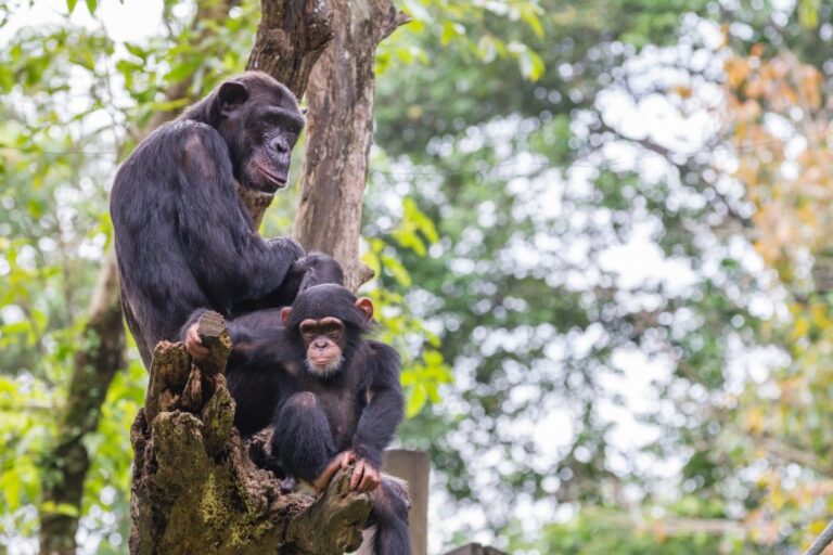 The Optimist Daily: Making Solutions the News: Chimpanzees combine sounds like language pros, revealing surprising vocal complexity