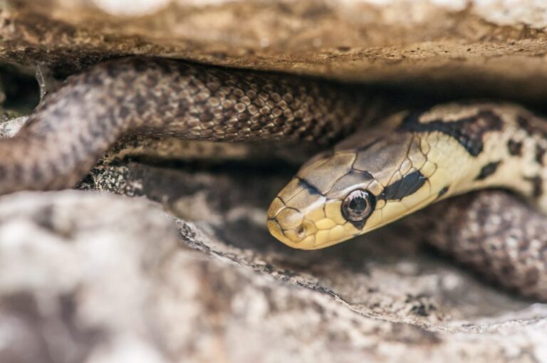 The Optimist Daily: Making Solutions the News: Meet the man who took 200 snake bites so science could strike back