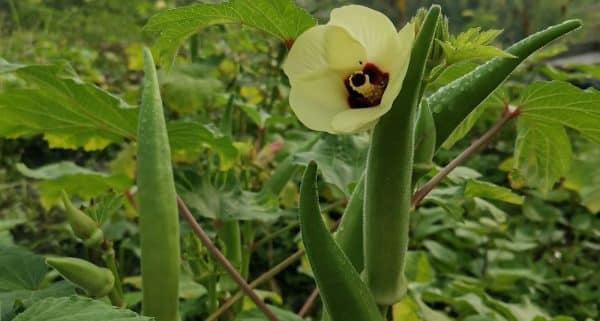 Not All News is Bad!: Okra and Fenugreek Extracts Safely Remove Microplastics From Water in New Texas Research