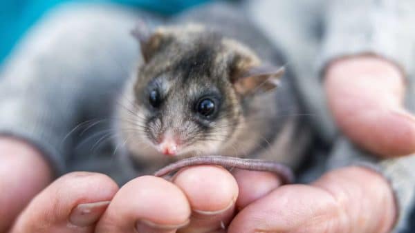 Not All News is Bad!: From slim chance to ‘shiny and fat’, pygmy possums back from the brink