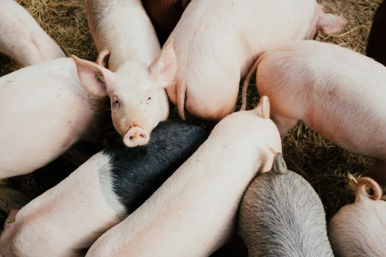 CoinDesk: OFAC Sanctions Philippines-Based Tech Company For Facilitating Pig Butchering Schemes