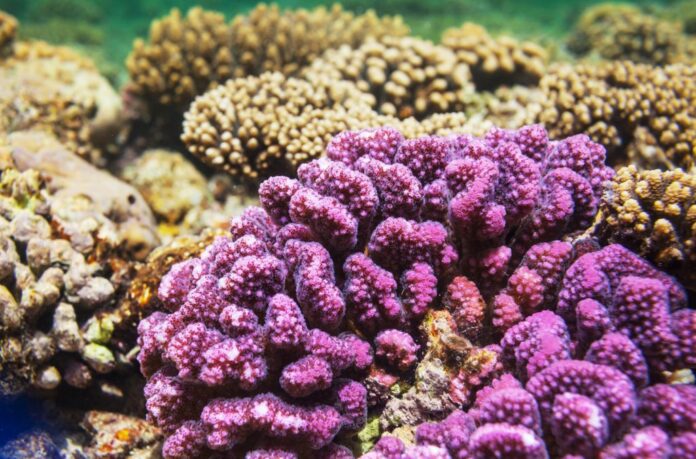 The Optimist Daily: Making Solutions the News: A jelly with a scent of hope: how a nanoparticle gel could help save coral reefs