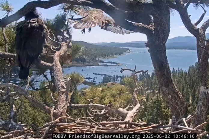NBC News Top Stories: Big Bear eaglet Sunny flies from the nest for the first time