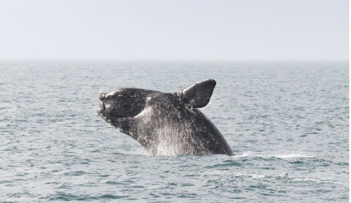 Weather Forecasting Service Helps Sailors Avoid Whale Strikes